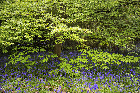 春天英国乡村布卢贝尔森林的美丽景观形象高清图片
