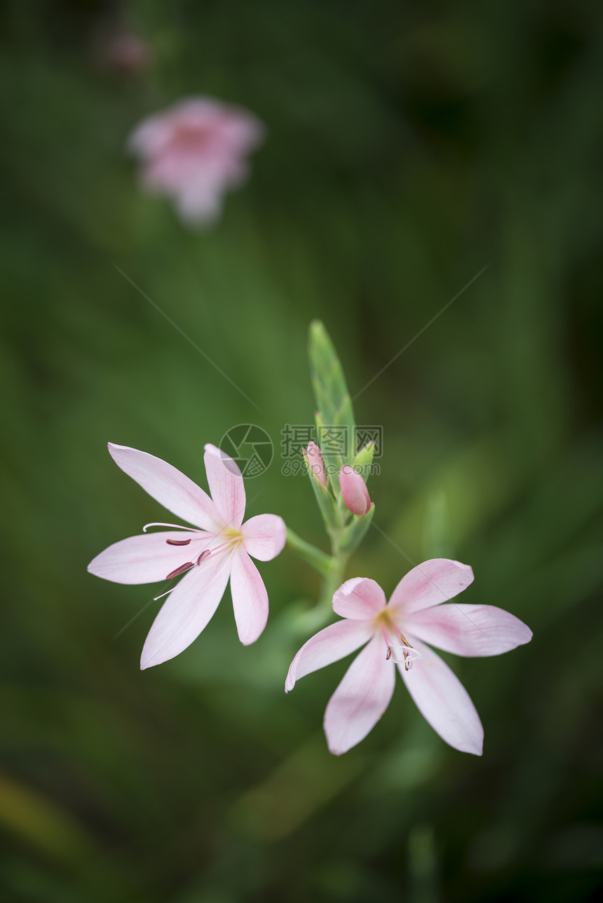 秋秋郁金香花的美丽观形象图片