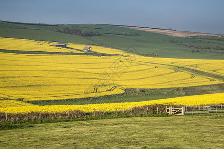 英国乡村春季成熟油菜籽油菜作物美丽明亮的景观形象图片