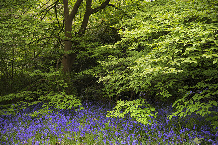 春天英国乡村布卢贝尔森林的美丽景观形象高清图片