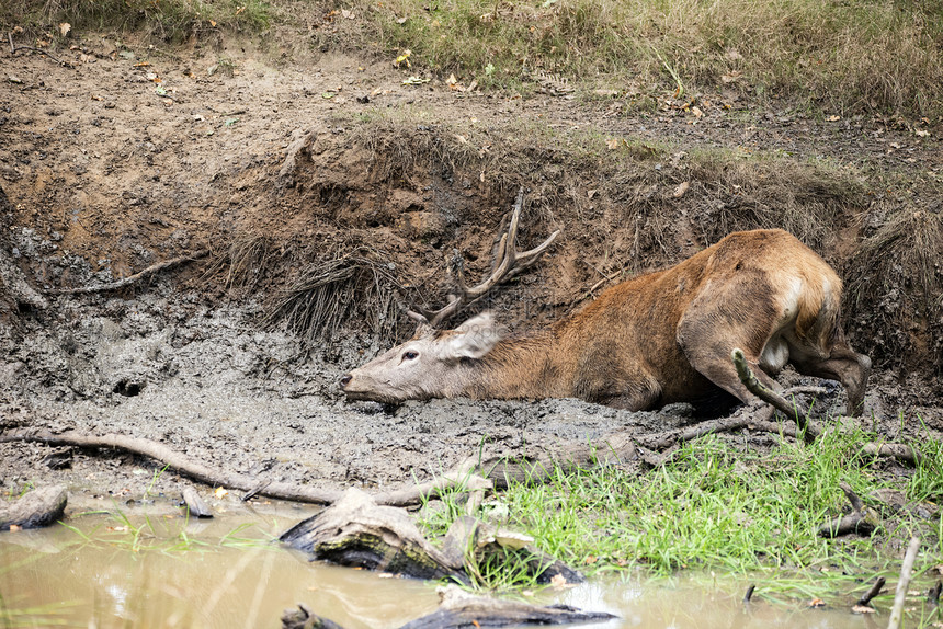 红鹿鹿颈秋天的日子里洗个泥浴降温图片