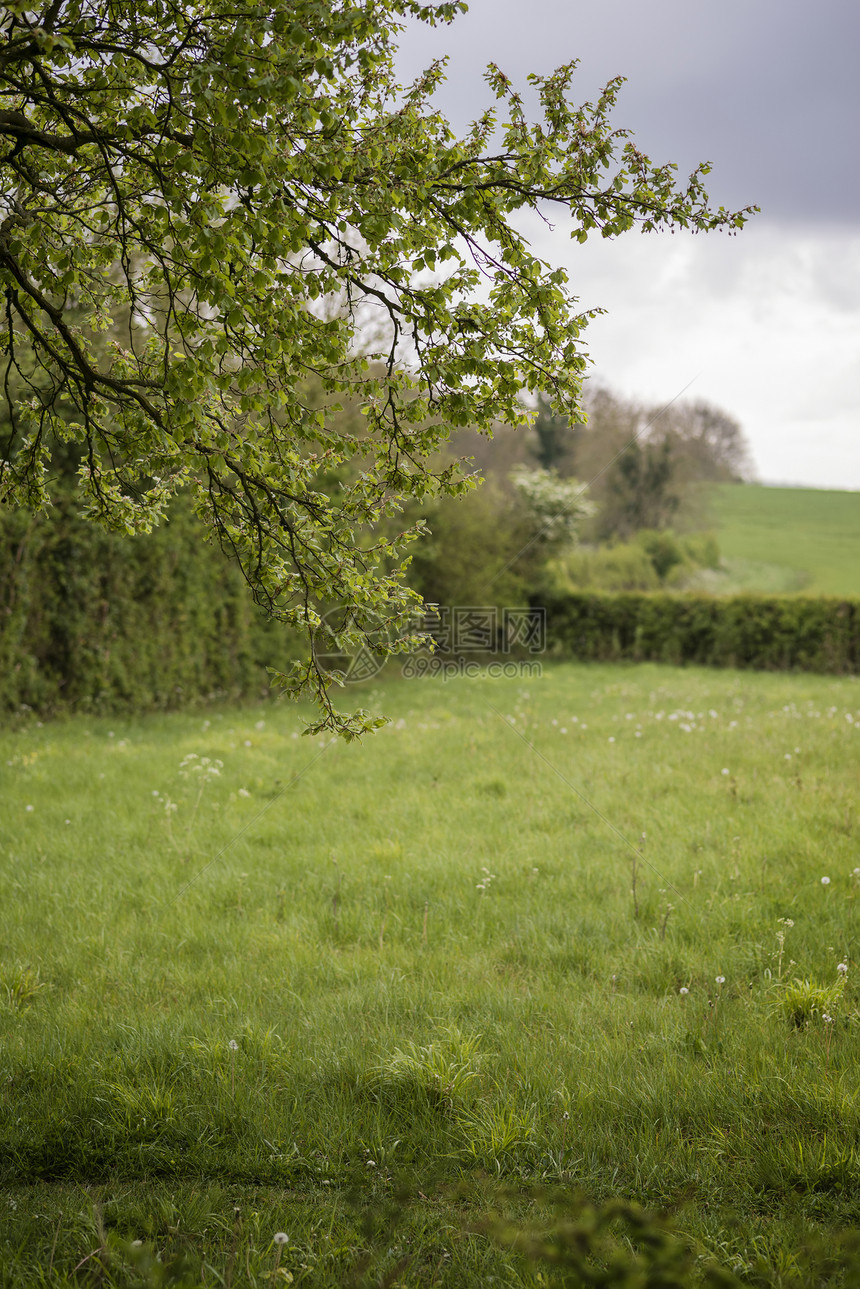 春天的早晨,英国乡村景观树木田野图片