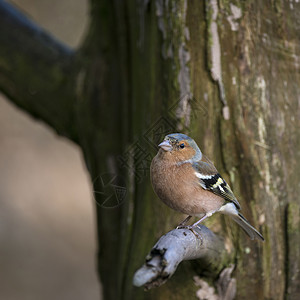 威拉科查英国的鸟类高清图片