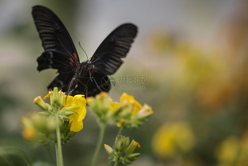 美丽的朱红色燕尾蝶明亮的黄色花朵上,其他蝴蝶背景中飞翔图片