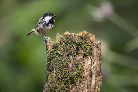 森林景观环境中,可爱的小外套鸟雀树上图片