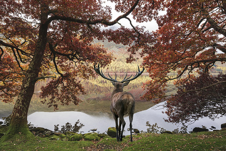 湖上的鹿美丽的红鹿雄鹿秋天的景色中眺望着湖上的山景背景