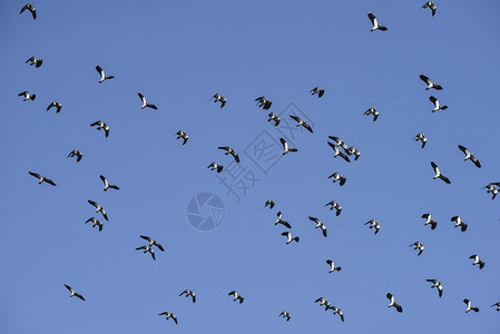 成群的候鸟晴朗的冬天天空中飞翔背景图片