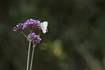 蝴蝶落枝头卷心菜白夏天落生机勃勃的花朵上背景