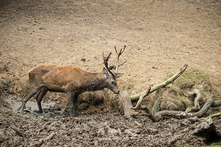 红鹿鹿颈,羊角花汽车上洗个泥浴降温红鹿鹿颈秋天的日子里洗个泥浴降温图片