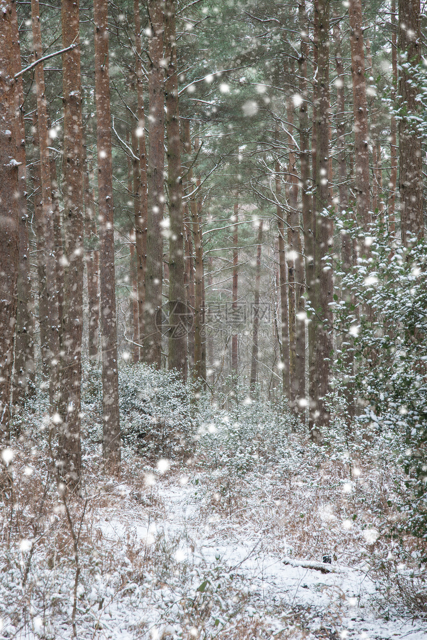 冬天的景观,下雪,覆盖了切英国乡村的冬季景观,积雪覆盖地树叶图片