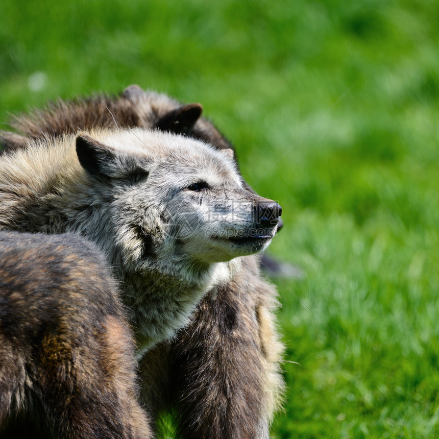 美丽的木材狼cnis狼疮跟踪森林中进食,美丽的灰色木材狼cnis狼疮跟踪森林清理景观环境中进食图片
