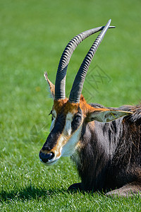 黑貂羚羊丰富多彩的哺乳动物高清图片