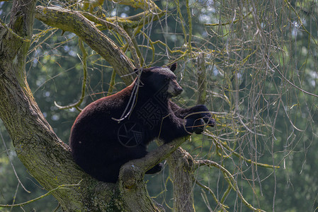 美洲熊属美国黑熊ursusAmericanus森林清理景观美国黑熊ursusAmericanus郁郁葱葱的森林景观背景