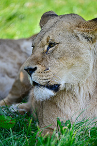 SUM中特写非洲雌狮子豹狮子狮子座的肖像美丽的肖像,雌非洲狮子豹狮子狮子座夏天的阳光下背景图片