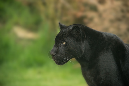 美丽的肖像黑色豹豹帕杜斯五颜六色五颜六色的景观中,黑豹Pardus的惊人肖像背景图片