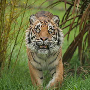 美丽的虎豹画像,虎尾蛇走过漫长令人惊叹的虎豹老虎的肖像,充满活力的景观中穿过长草背景图片