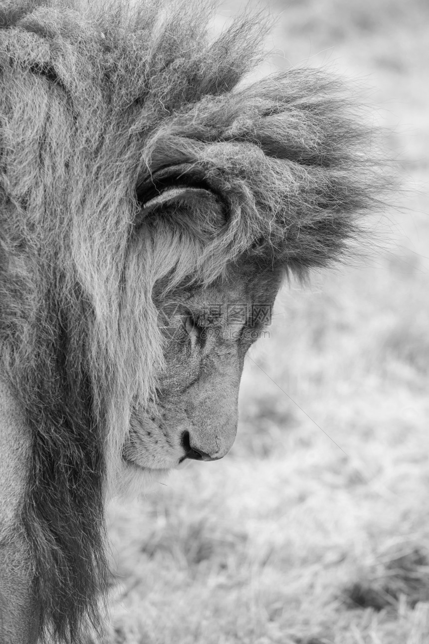 丛林之王芭芭拉美丽亲密的肖像形象惊人的亲密肖像图像的国王丛林芭芭拉集狮子豹狮子黑白图片