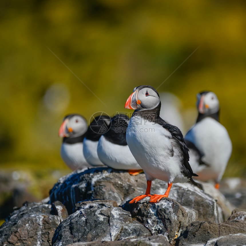 大西洋海雀鸟北极圈美丽的角嘴海雀鸟图片