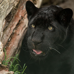 美丽的肖像黑色豹豹帕杜斯五颜六色五颜六色的景观中,黑豹Pardus的惊人肖像背景图片