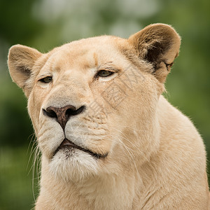 肖像狮子狮子座非洲的高清图片