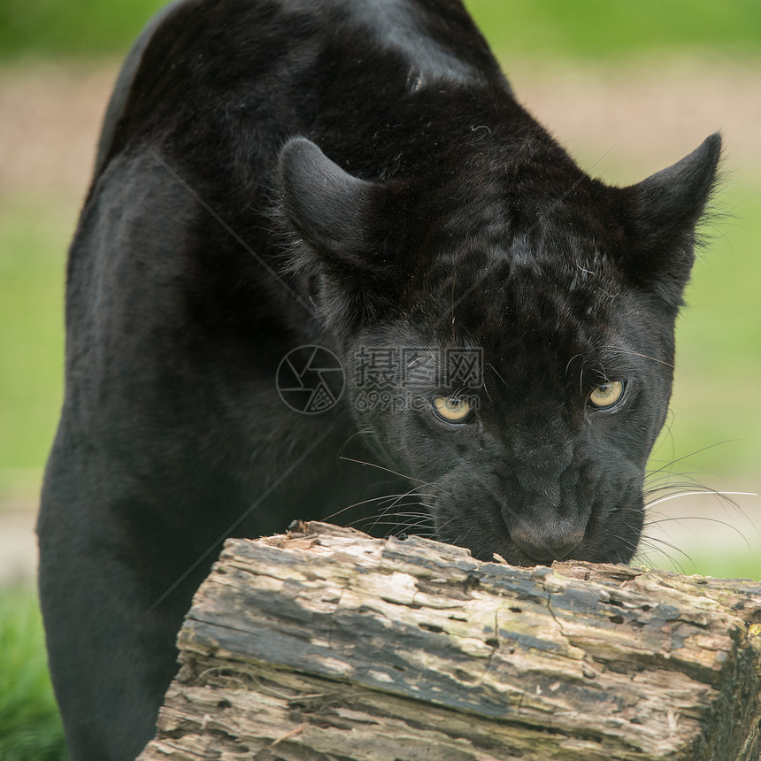 美丽的肖像黑色豹豹帕杜斯五颜六色五颜六色的景观中,黑豹Pardus的惊人肖像图片