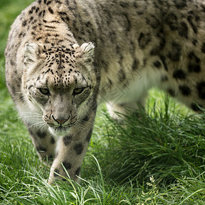 令人震惊的图像雪豹黑豹走过LO雪豹穿过长草的美丽形象图片