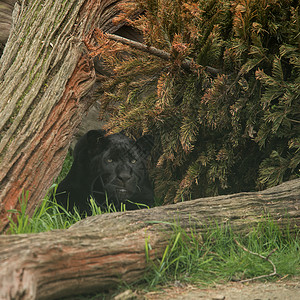 五颜六色的景观中,黑豹Pardus的惊人肖像图片