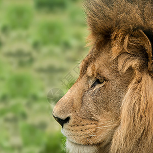 惊人的亲密肖像图像的国王丛林芭芭拉集狮子豹利奥高清图片