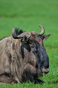 常见的角马科动物的肖像高清图片