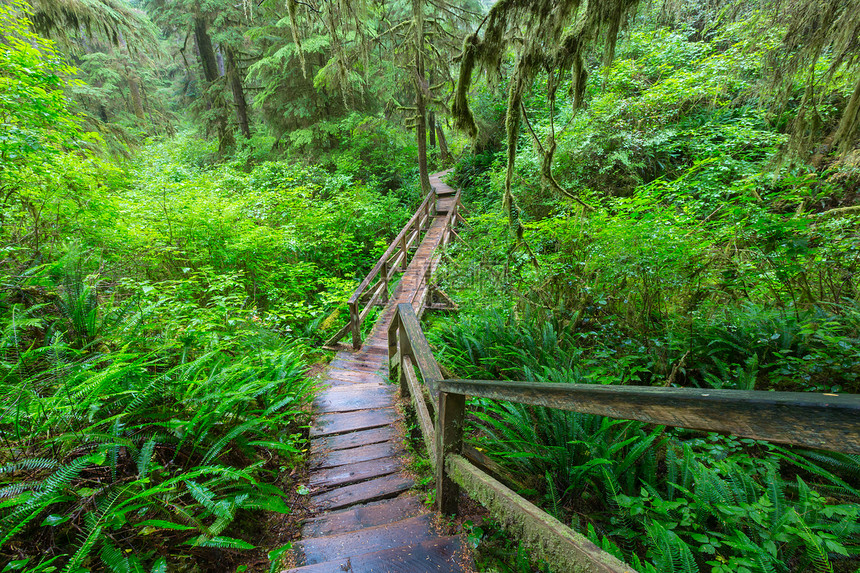 加大列颠哥伦比亚省温哥华岛的雨林图片