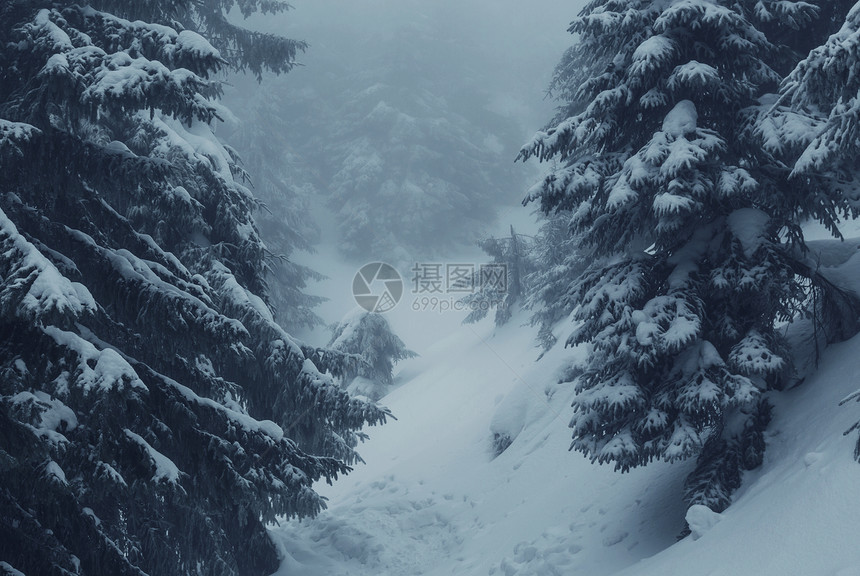 冬季场景森林覆盖着雪,色调像instagram过滤器图片