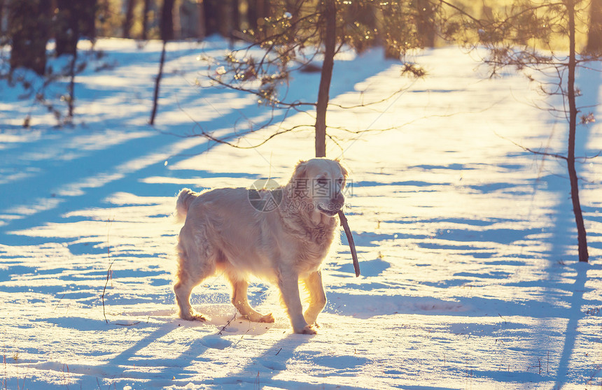 冬天森林里的狗图片