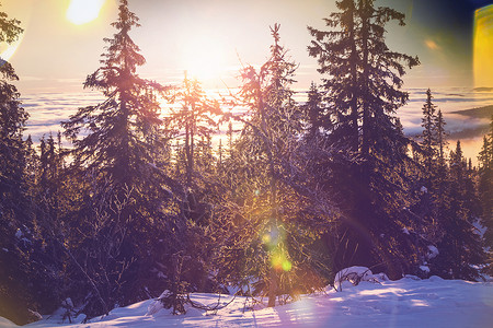 风景秀丽的雪覆盖森林冬季很适合诞节背景背景图片