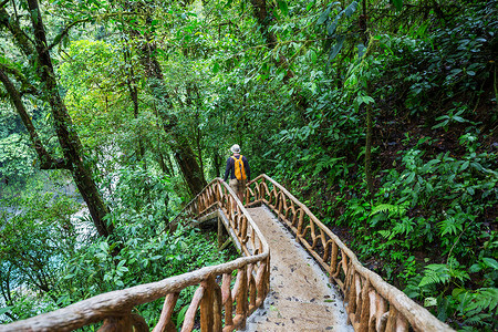 徒步旅行绿色热带丛林图片