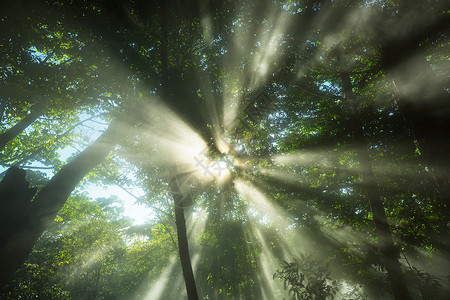 树里素材森林里阳光明媚的光背景