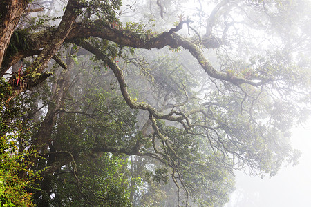 洲哥斯达黎加的薄雾雨林图片