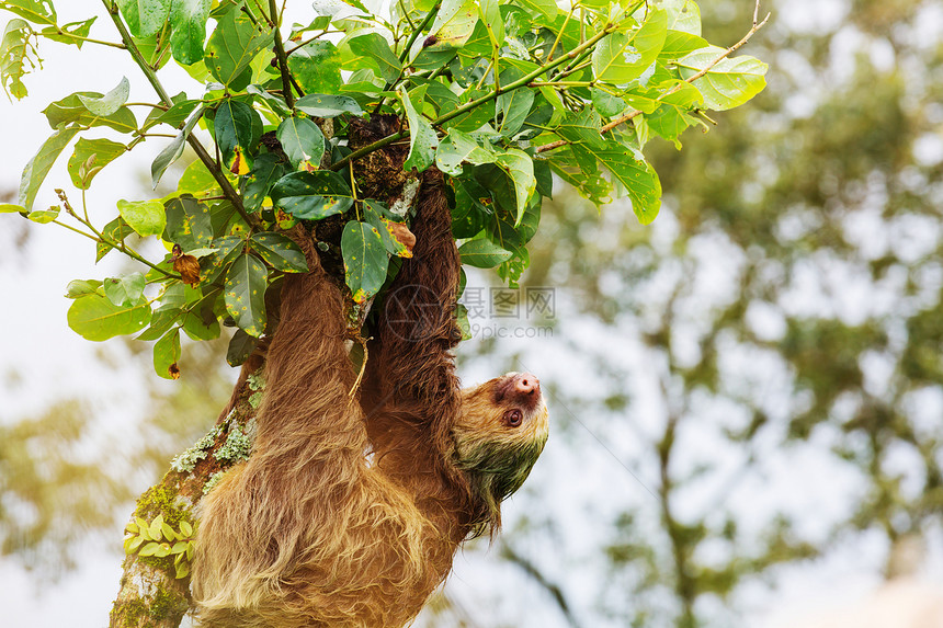 洲哥斯达黎加树上的树懒图片