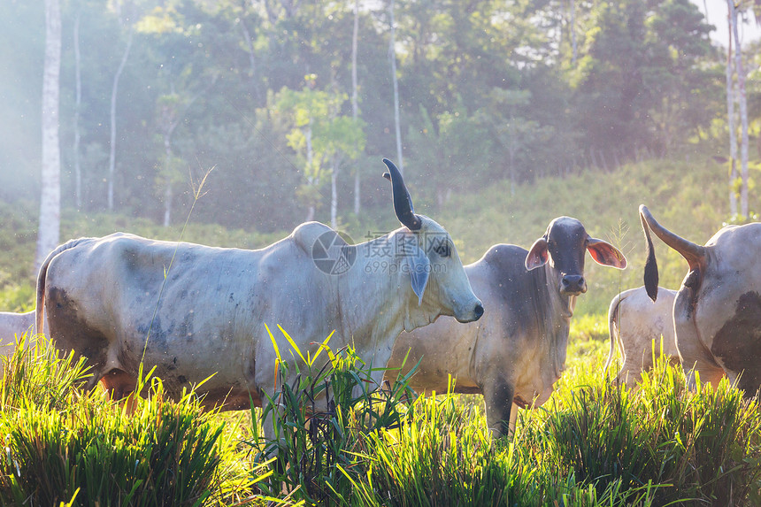 泽布奶牛哥斯达黎加的个农场图片