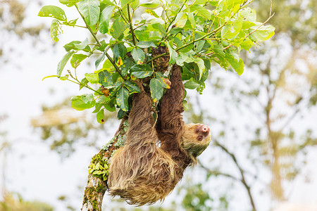 树上挂着树懒洲哥斯达黎加树上的树懒背景