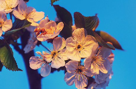 樱花春天的花园里盛开高清图片
