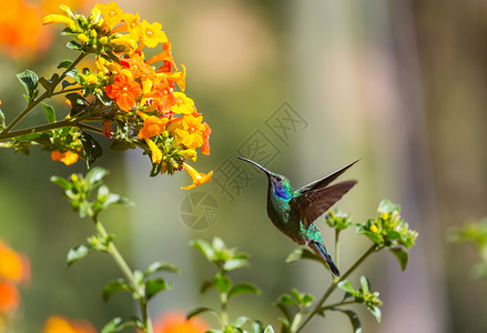 恙螨科洲哥斯达黎加五颜六色的蜂鸟背景