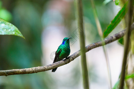 洲哥斯达黎加五颜六色的蜂鸟高清图片