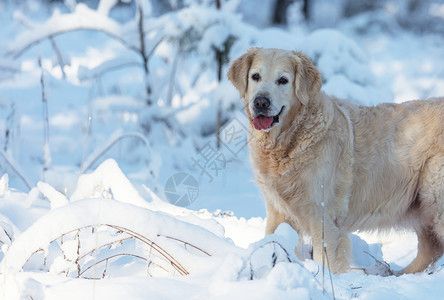 冬天森林里的狗背景图片