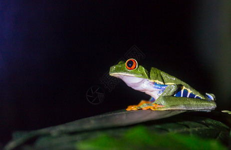 洲哥斯达黎加的红眼蛙背景图片