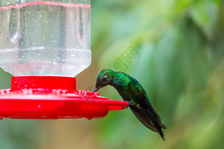 除螨器主图洲哥斯达黎加五颜六色的蜂鸟背景