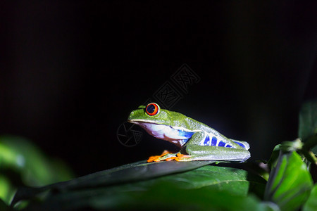 阿伽利希尼斯洲哥斯达黎加的红眼蛙背景