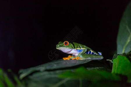 朱利尼斯洲哥斯达黎加的红眼蛙背景