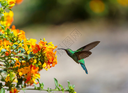 蜂鸟鸟洲哥斯达黎加五颜六色的蜂鸟背景