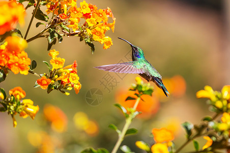 加勒比野生动物洲哥斯达黎加五颜六色的蜂鸟背景