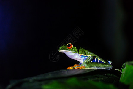 洲哥斯达黎加的红眼蛙背景图片